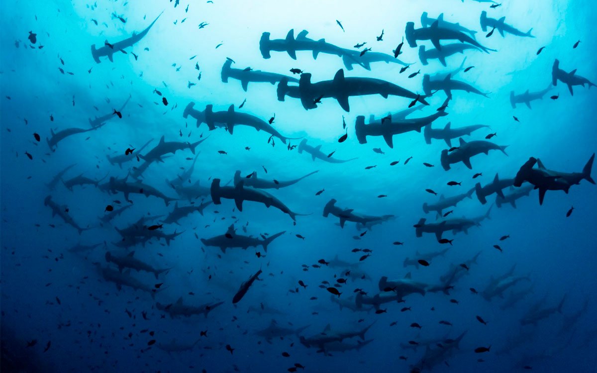 diving-galapagos