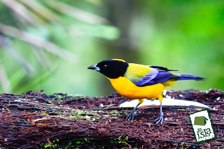 aves03