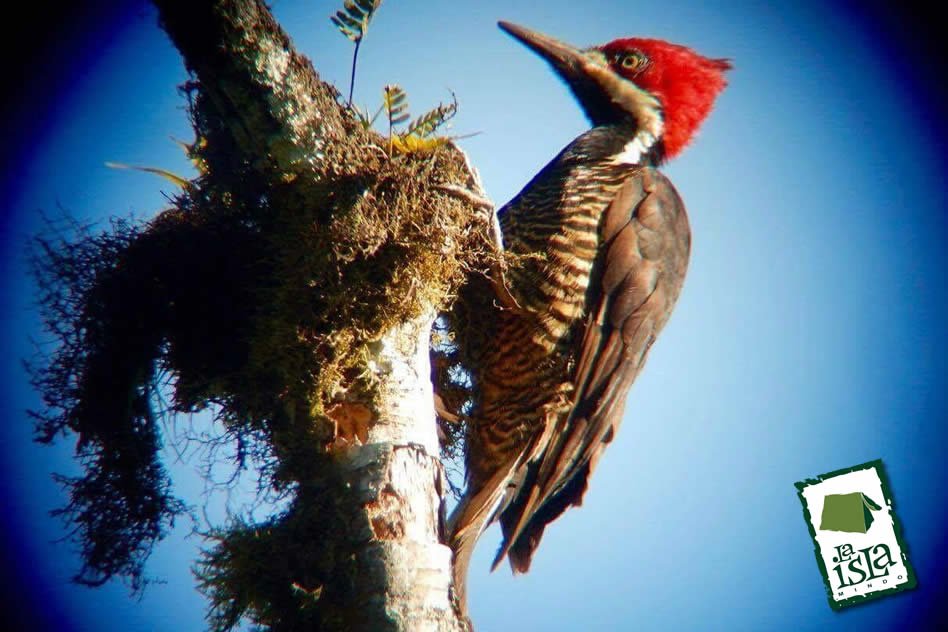 aves04